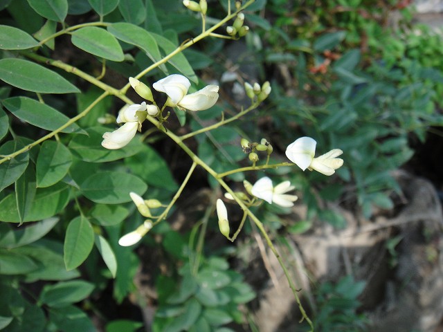 エンジュの花
