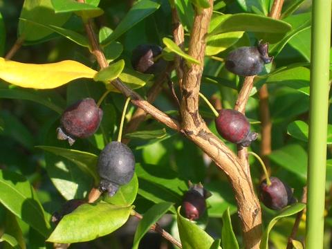 ギンバイカ の果実