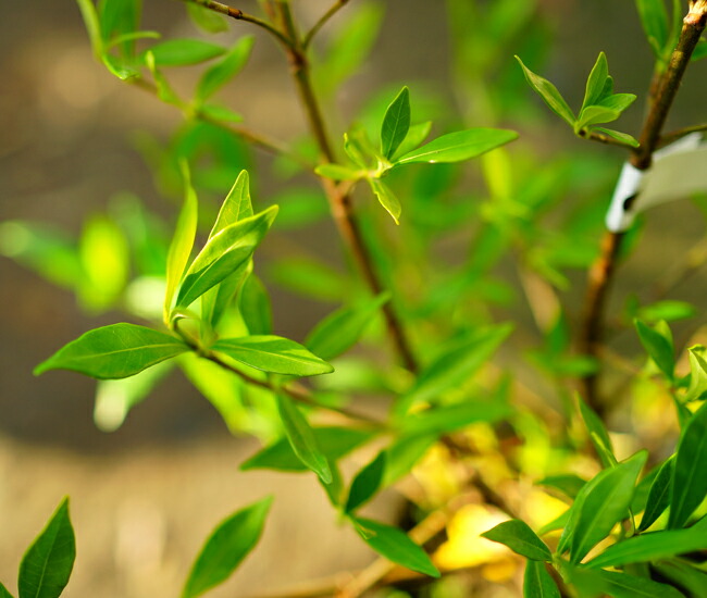 ヒメクチナシの葉