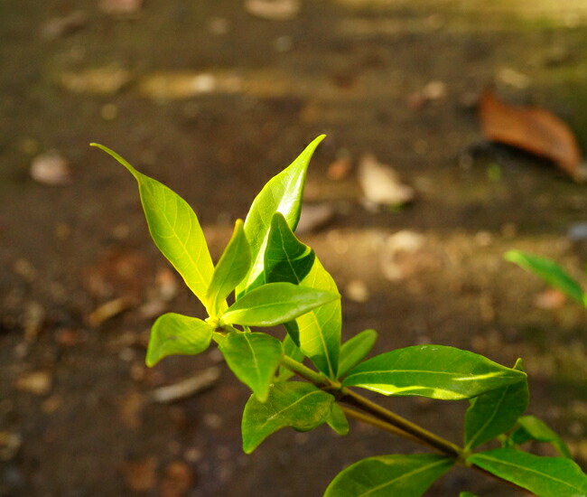 ヒメクチナシの葉