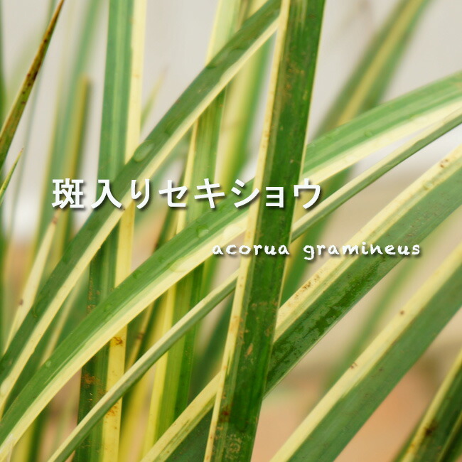 斑入りセキショウ