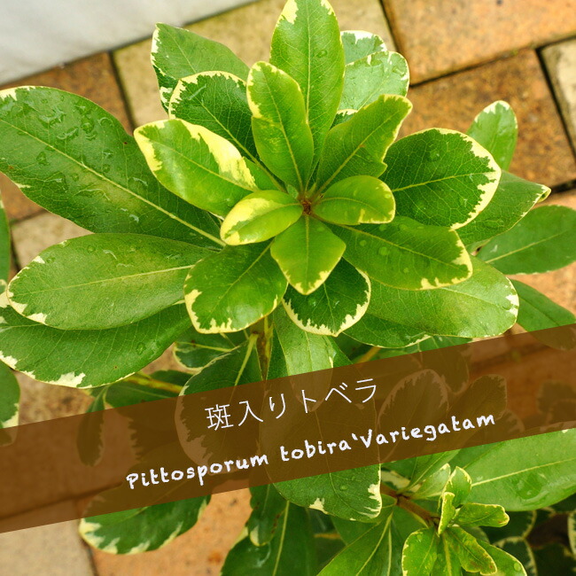 斑入りトベラ
