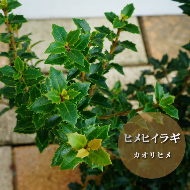 ヒメヒイラギ カオリヒメ 