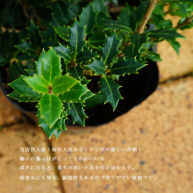 ヒメヒイラギ カオリヒメ 