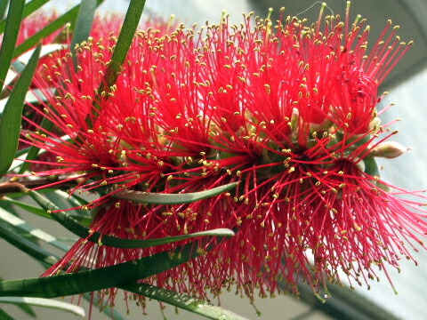 金宝樹　キンポウジュ　ブラシノキ　\“キャプテンクック”　赤色