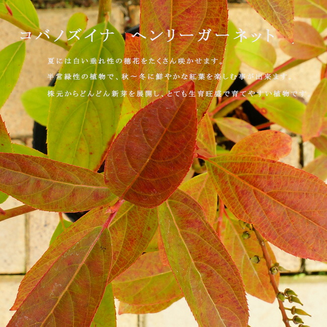 コバノズイナ ヘンリーズ ガーネット 