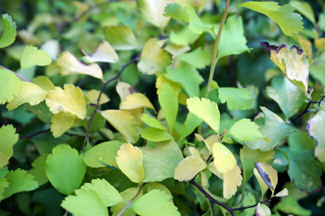 コデマリ コデマリ 