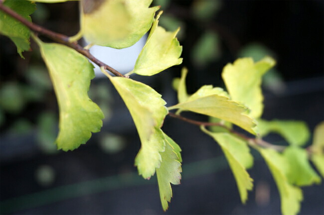 コデマリ コデマリ 2