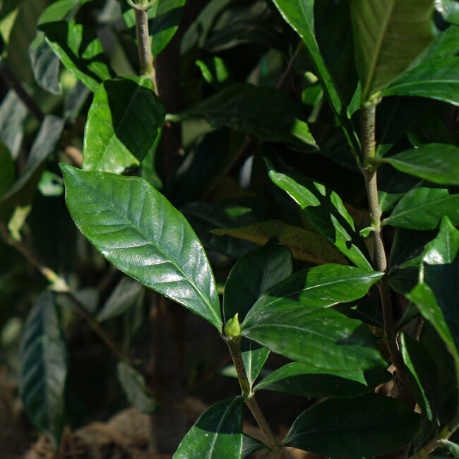 クチナシの葉