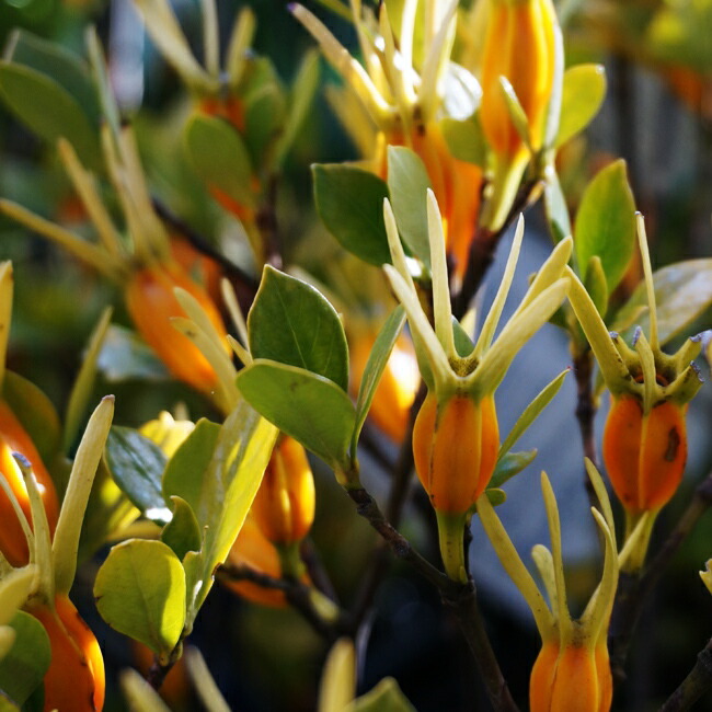 クチナシ 一重 苗 販売 苗木部 By 花ひろばオンライン