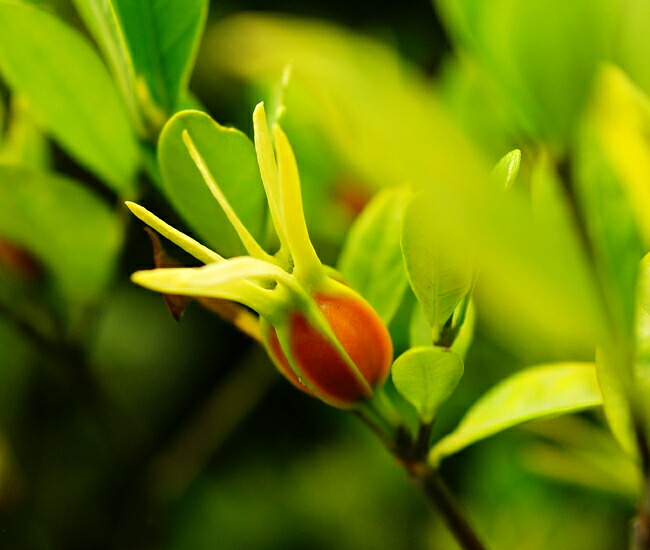 ヒメクチナシの果実