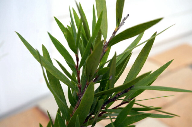 金宝樹　キンポウジュ　ブラシノキ　\“キャプテンクック”　葉