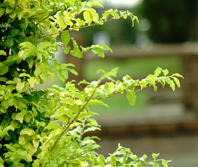 斑入りプリペット レモンライムアンドクリッパーズ 初夏の葉色。