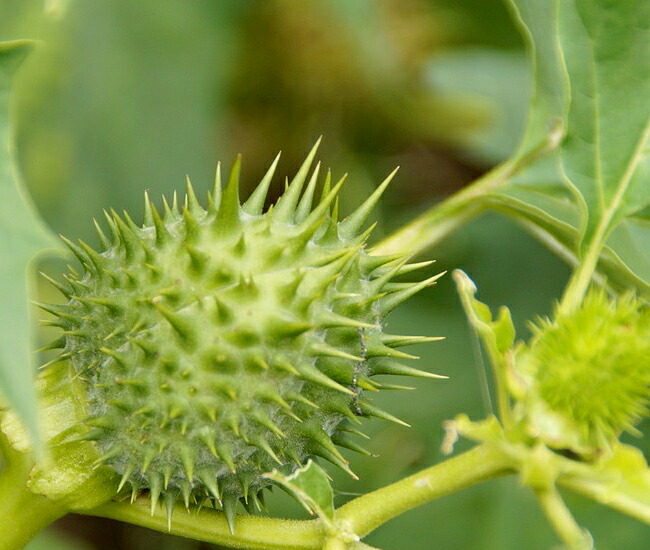 ベニバナトチノキの果実