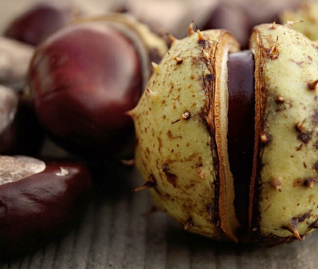 トチノキの果実。栃の実