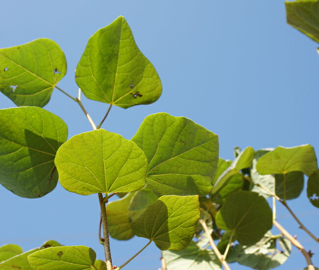 マルバノキ葉