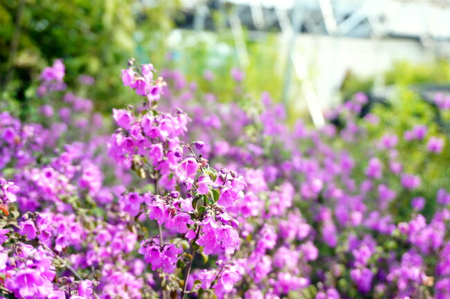 ミントブッシュ  4