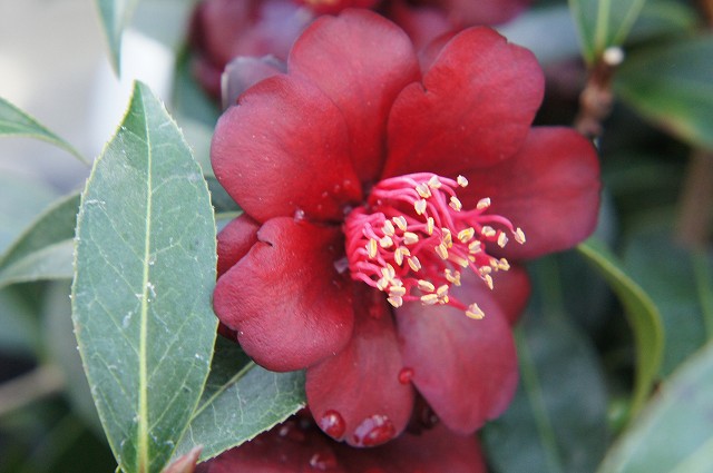 ナイトライダー