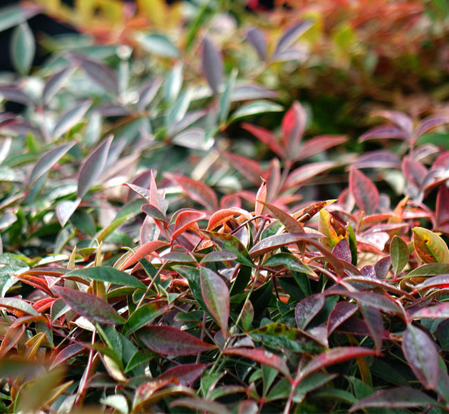 西洋ナンテン　\“フルート” 