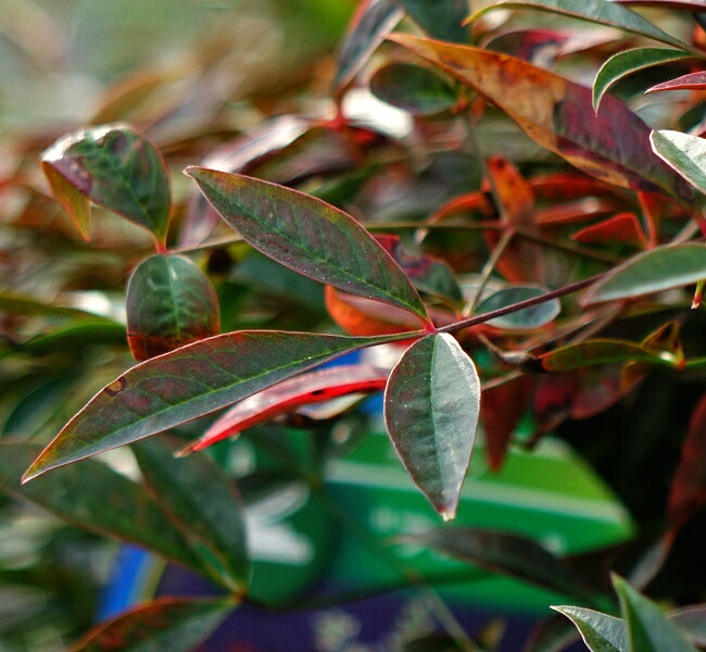 ナンテン フルート