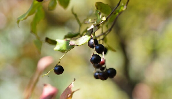 ナツハゼ ナツハゼ 3