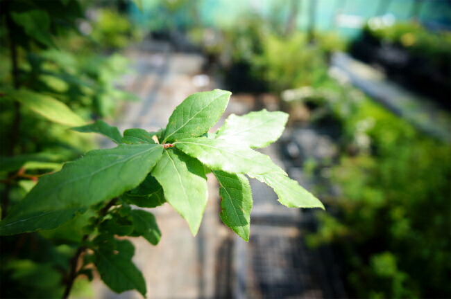 ナツハゼ 苗 通販 苗木部 By 花ひろばオンライン