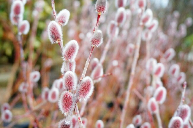 ピンクネコヤナギ