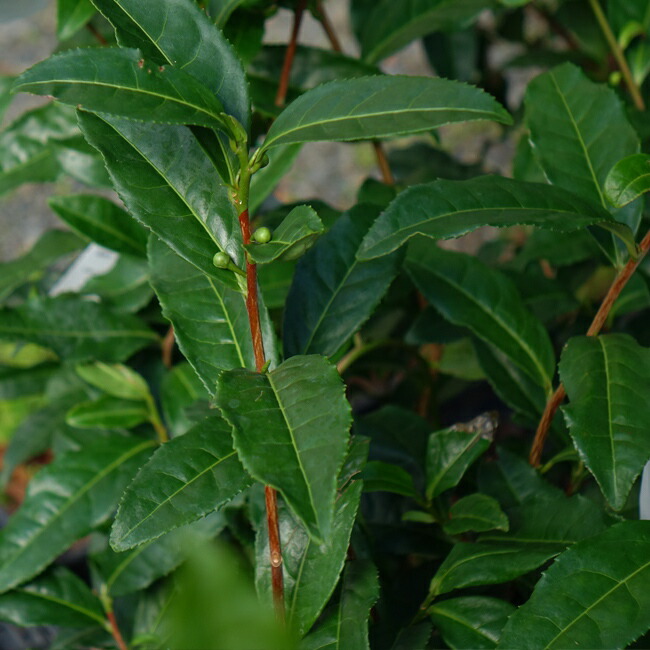 チャノキ ヤブキタ 5