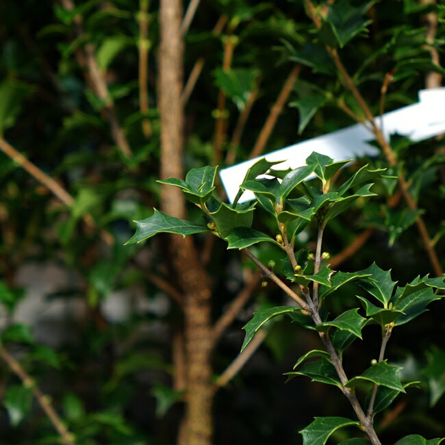 ヒイラギ オニヒイラギ 1