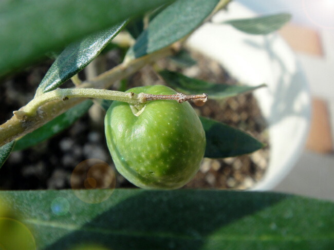 オリーブ セントキャサリン 4