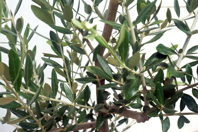 オリーブ シプレシーノ 苗 販売 苗木部 By 花ひろばオンライン