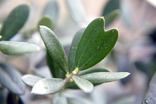 オリーブ シプレシーノ 