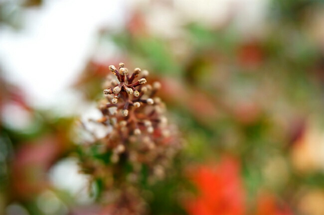 ナンテン 折鶴 3