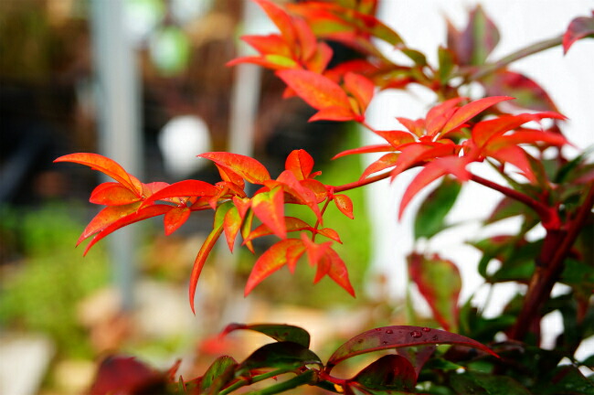 ナンテン 折鶴 4