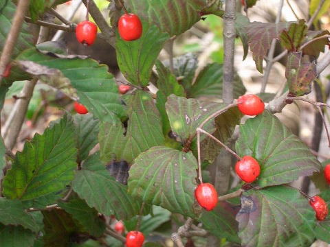 オトコヨウゾメ