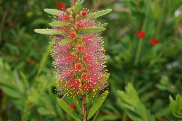   金宝樹（キンポウジュ）：ブラッシノキ　\“ピンクシャンペン”