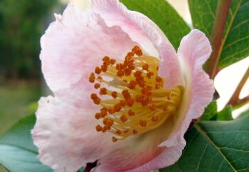 ピンクシャラ　夜明け前　淡いピンク色のお花 シャラノキ 夜明け前 苗 通販 苗木部 By 花ひろばオンライン