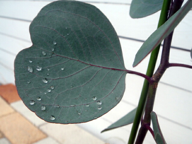 ハートリーフユーカリ