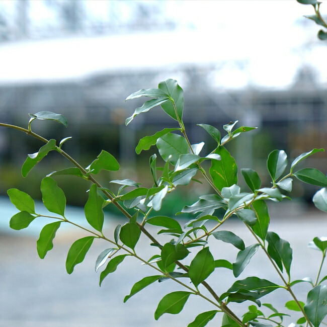 初夏から茂るプリペットの葉