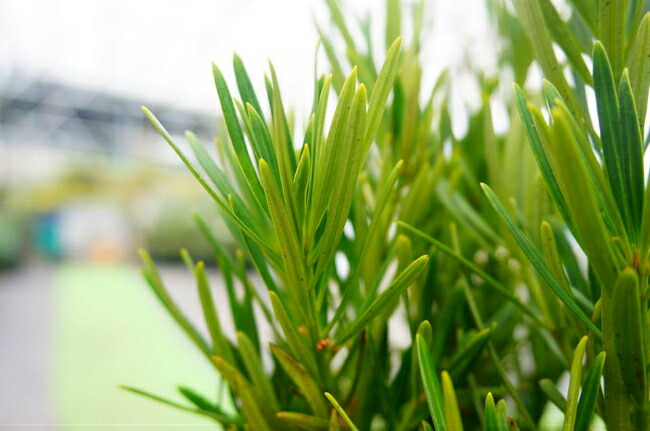 マキ ラカンマキ 3