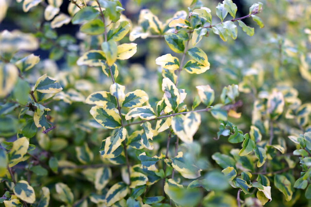 斑入りプリペット  レモンライムアンドクリッパーズ