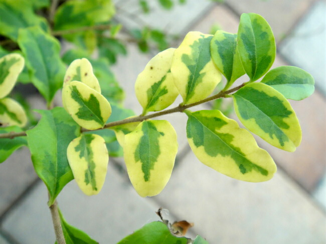 レモンライムアンドクリッパーズ