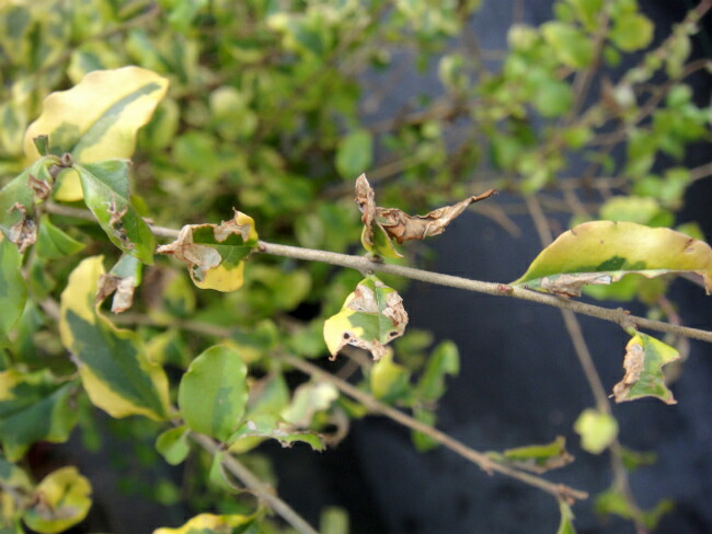 レモンアンドクリッパーの冬～春の古い葉