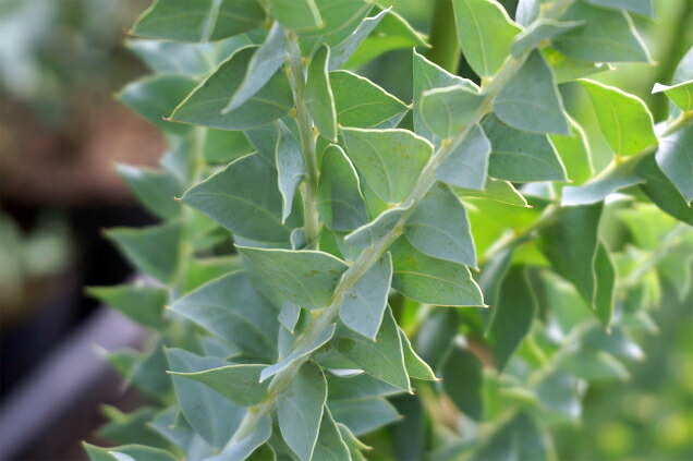 アカシア サンカクバアカシア 2