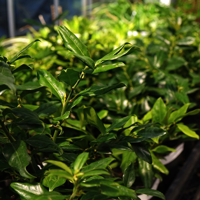 サルココッカ コンフサ 2