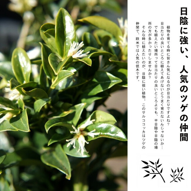 サルココッカ ウィンタージェム 苗 販売 苗木部 By 花ひろばオンライン