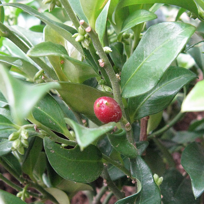 サルココッカ コンフサ 3