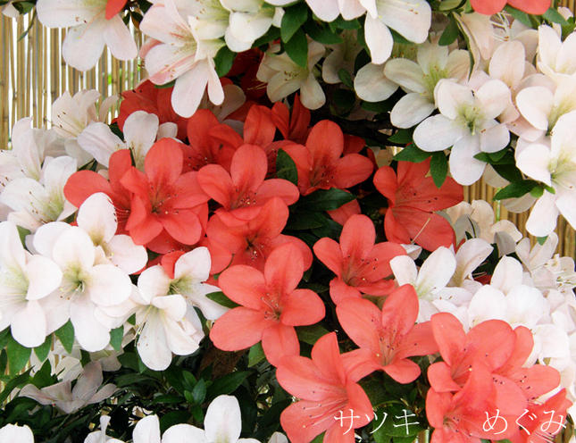 サツキ めぐみ 苗 通販 苗木部 By 花ひろばオンライン