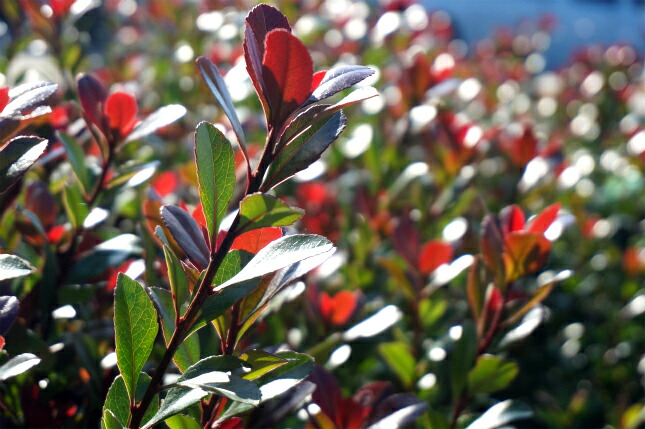 ヒメシャリンバイ 4