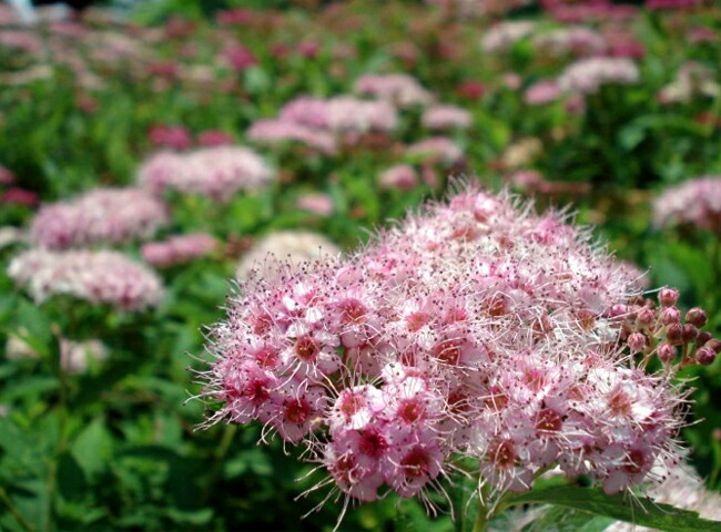 ピンクバナシモツケ